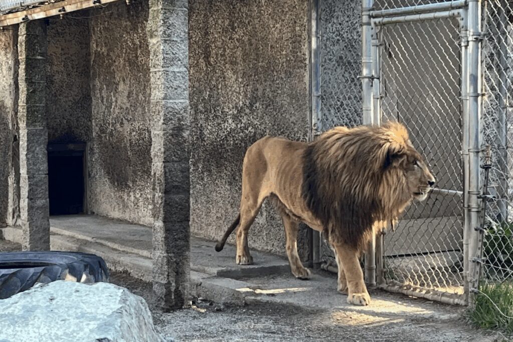 Safari owner is arrested after cop raid took bigger than 300 animals from ‘hellhole’ zoo over their care