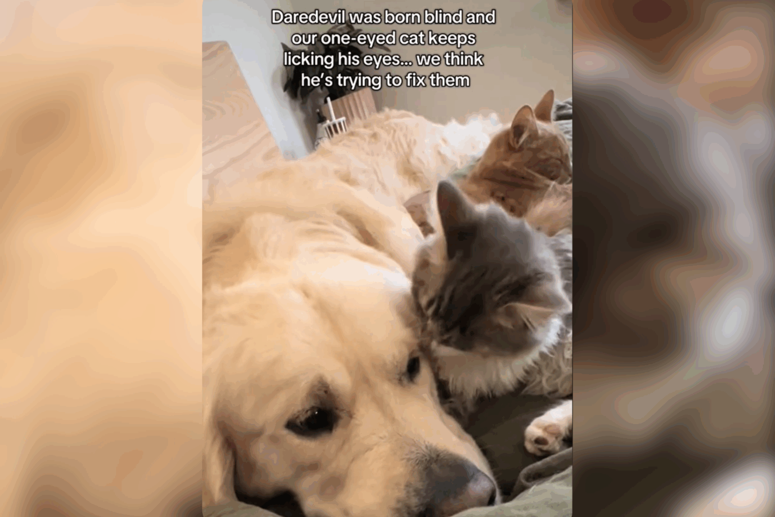 One-Eyed Cat Searching to ‘Fix’ Blind Golden Retriever’s Eyes Melts Hearts