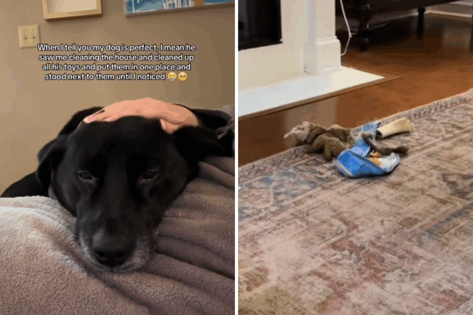 Girl Begins Cleansing Home—What Canines Does in Response Has Every person in Tears