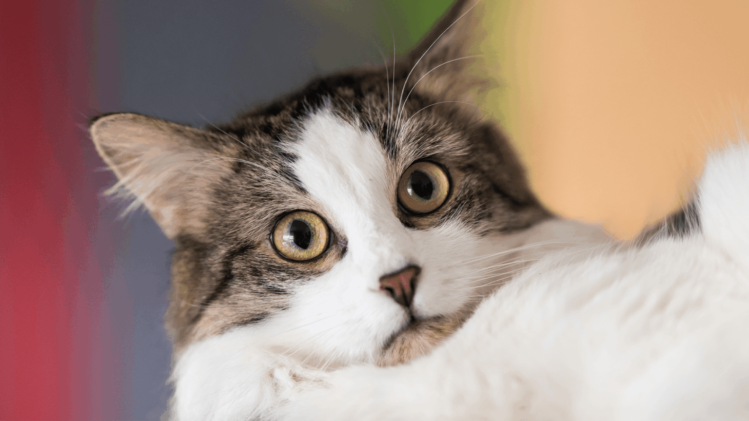 Your cat perchance knows your smell