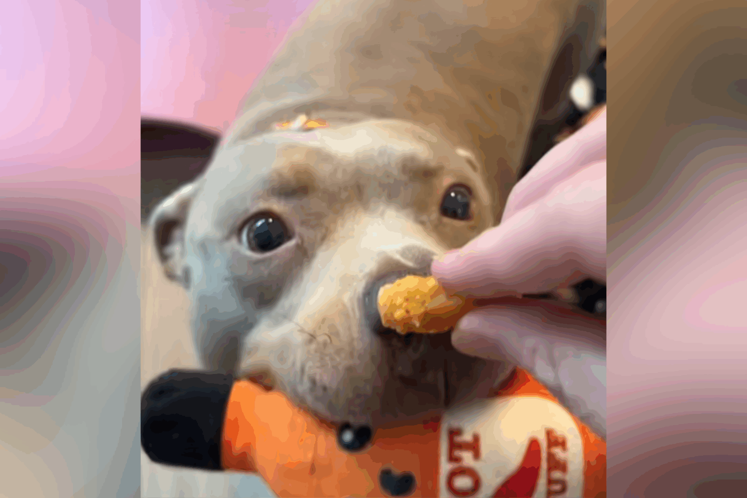 Hilarity As Dogs Desperately Desires Treat With out Giving Up Licensed Toy