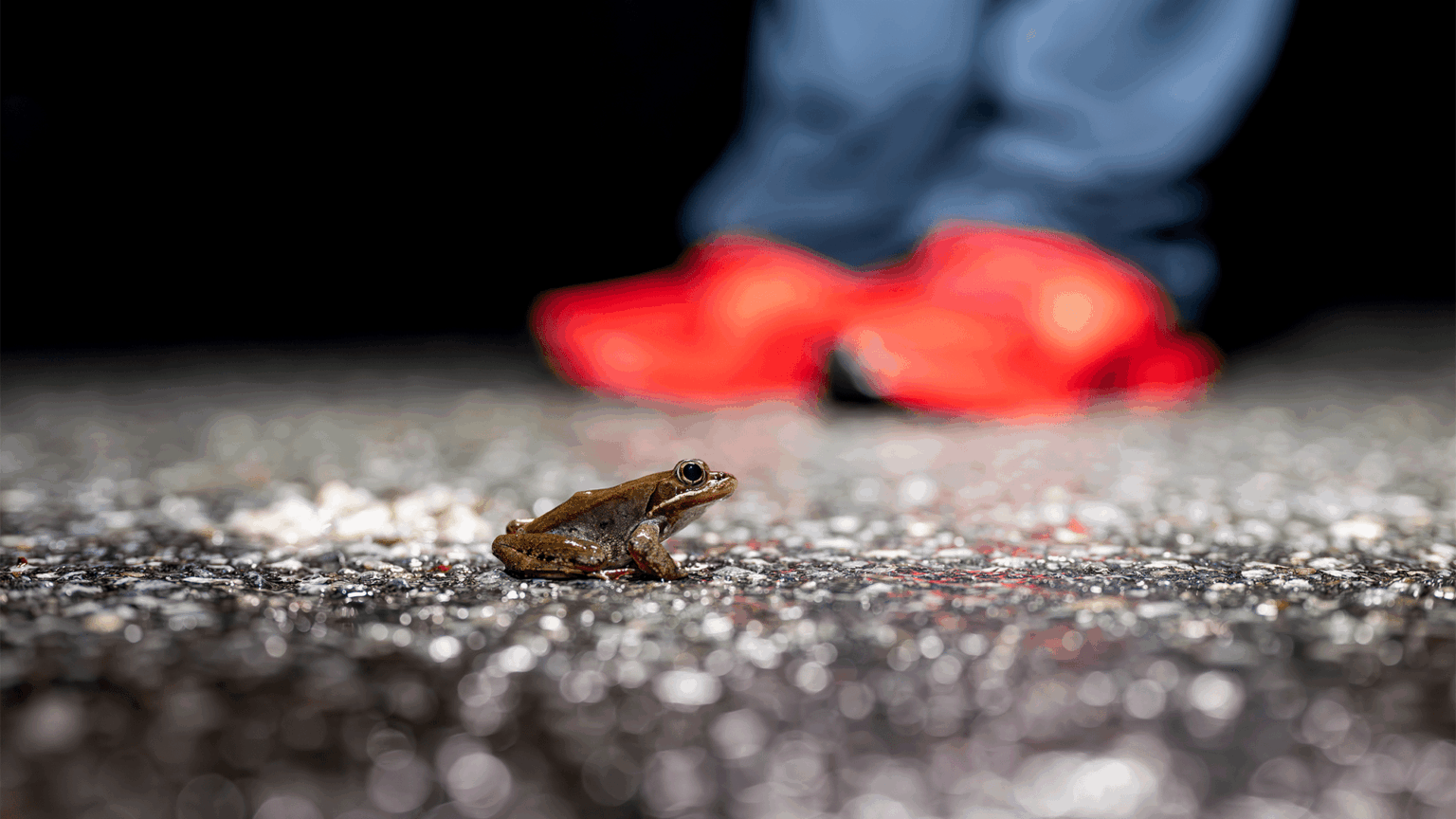 Wildlife underpass reduces squished amphibians by 80%