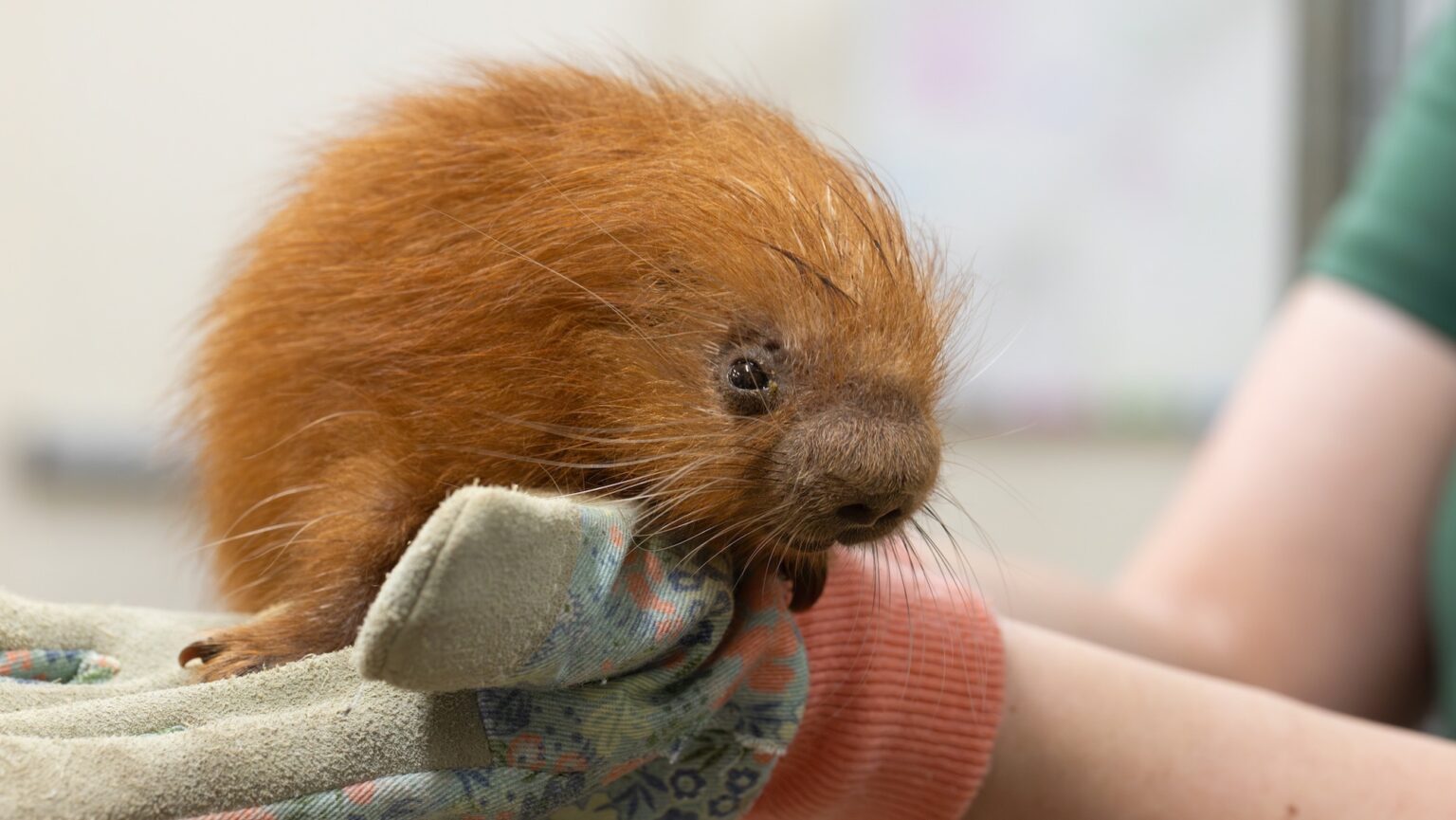 A baby porcupine is fluffier than you’d bear in mind