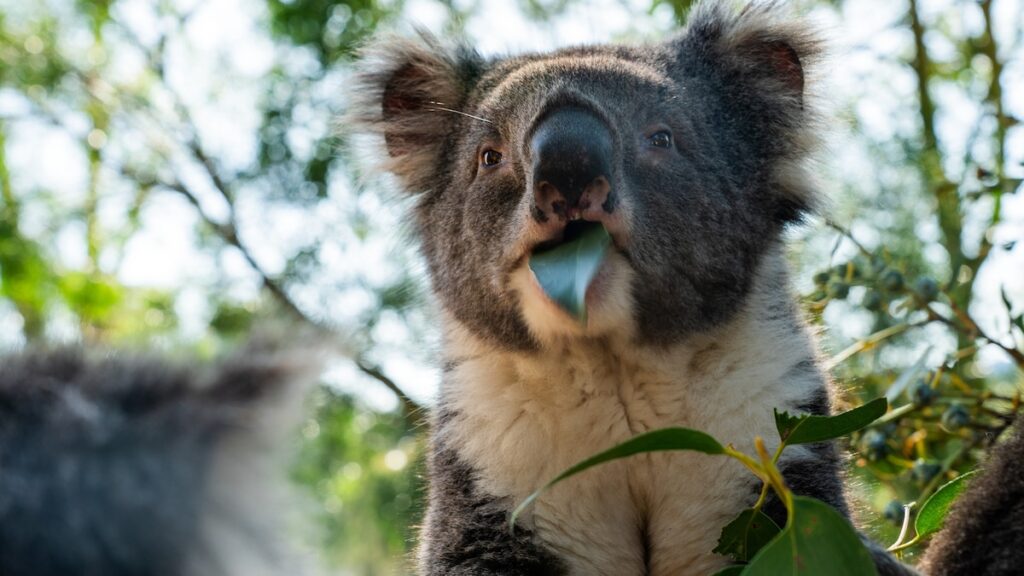 Koala moms create their children expend poo. It’s for their have factual.