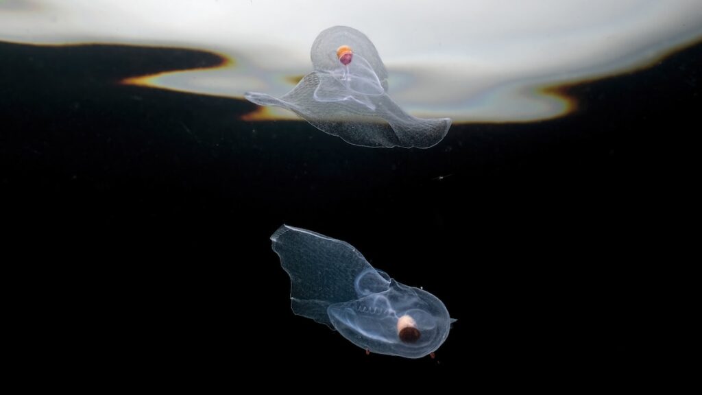Jellyfish are within the ruin giving up their secrets