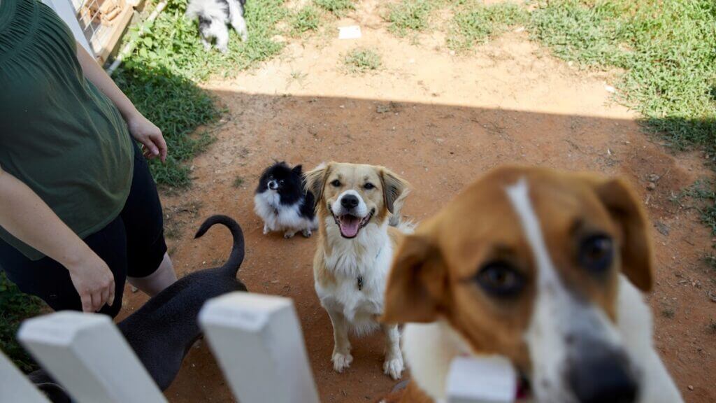 Do dogs need people to survive? The truth might hurt.