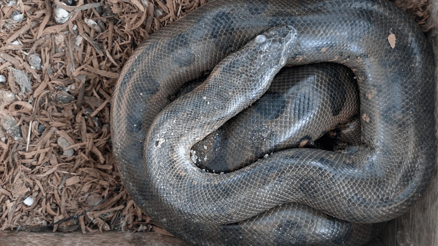Q&A: How anacondas, chickens, and locals may be able to coexist in the Amazon