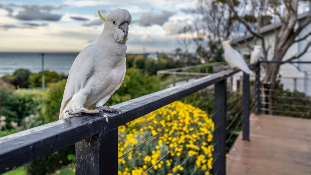 A intellectual cockatoo picked up a human skill—after which it spread