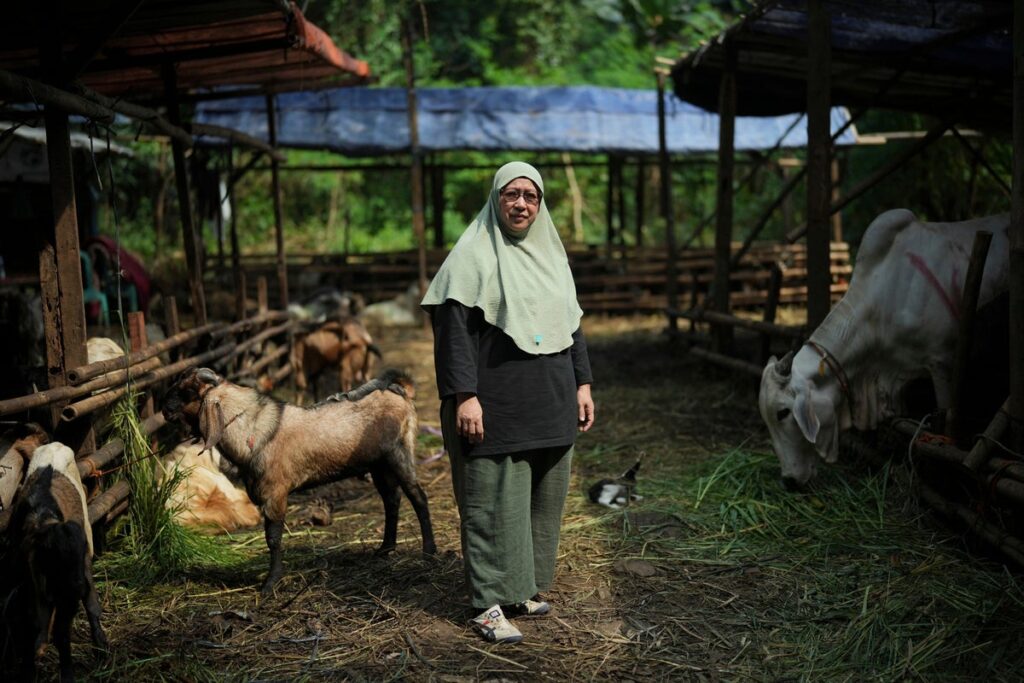 AP PHOTOS: An Indonesian lady thrives in male-dominated cattle trading ahead of Eid al-Adha