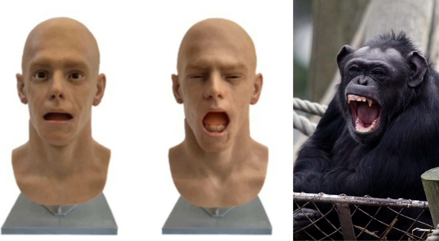 Chimpanzees ‘caught a yawn’ from this robotic and researchers aren’t positive why