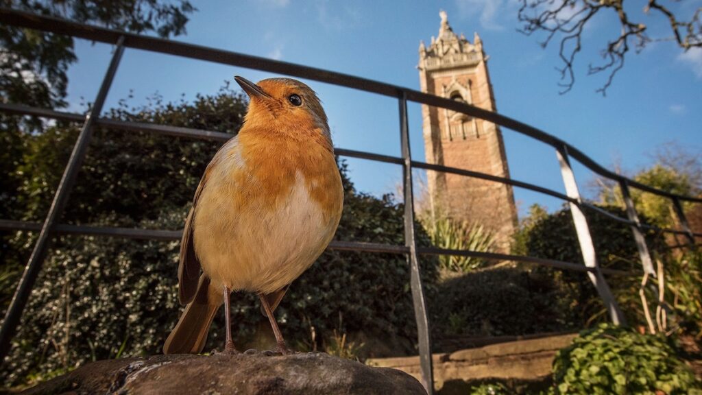 The surprisingly relatable reasons why some birds collect cranky