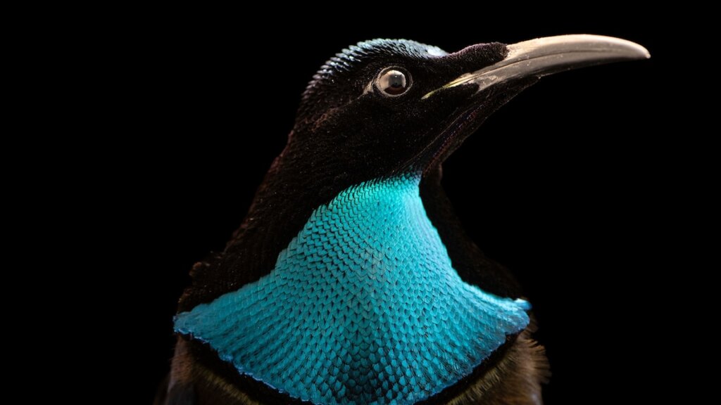These flamboyant birds are the 17,000th species to enter Nat Geo’s Photo Ark